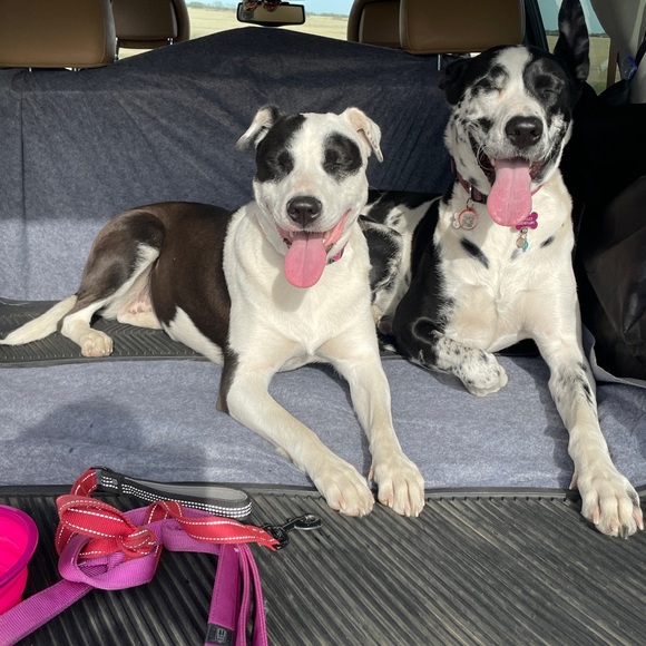 ⭐️Meet your Ambassador II Posher, Shelley - Picture 12 of 16